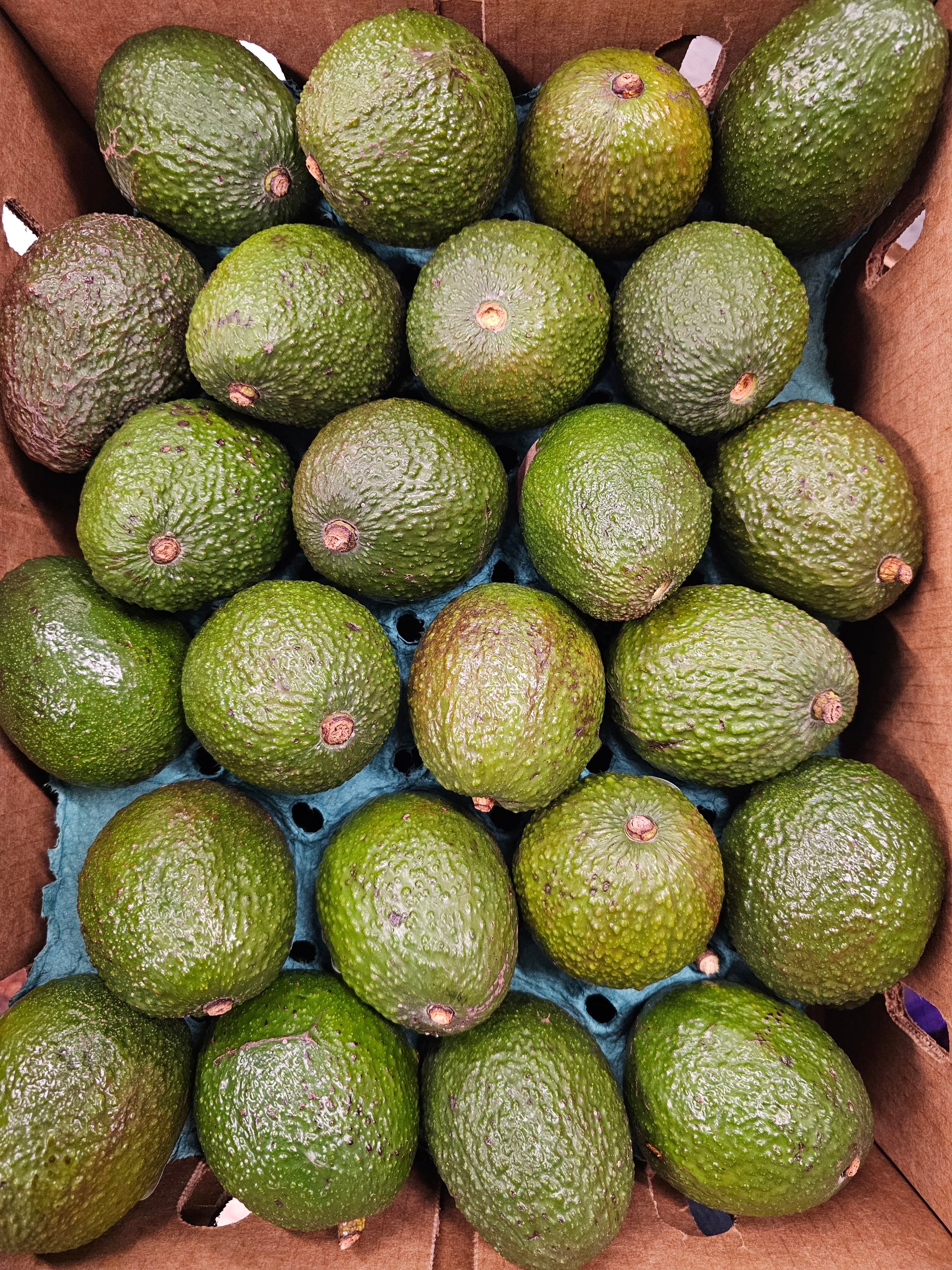 Avocados - 48ct Box