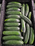 Cucumbers #1 - Homegrown - 36ct rpc