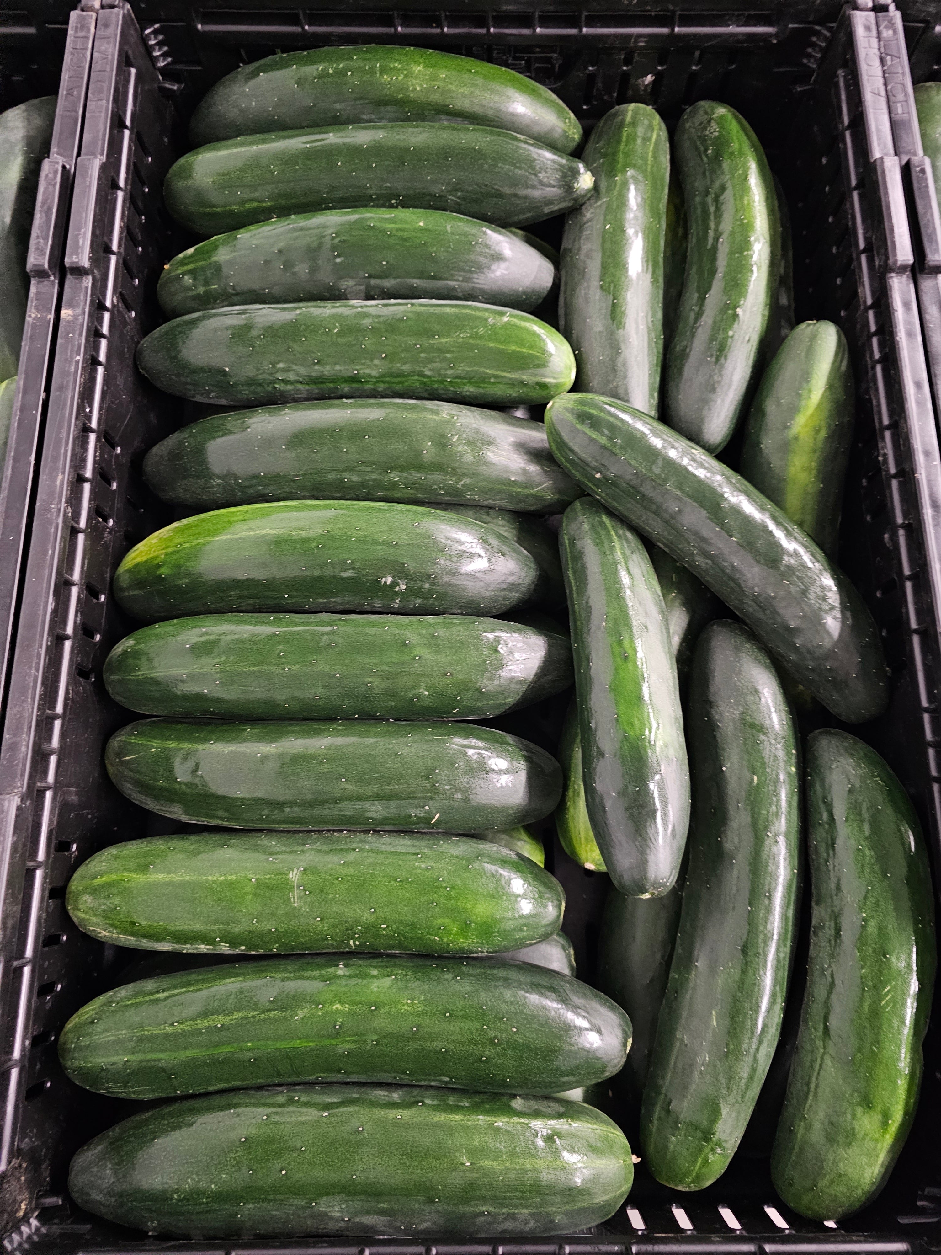 Cucumbers #1 - Homegrown - 36ct rpc