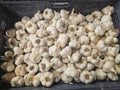 Garlic - 15lb rpc