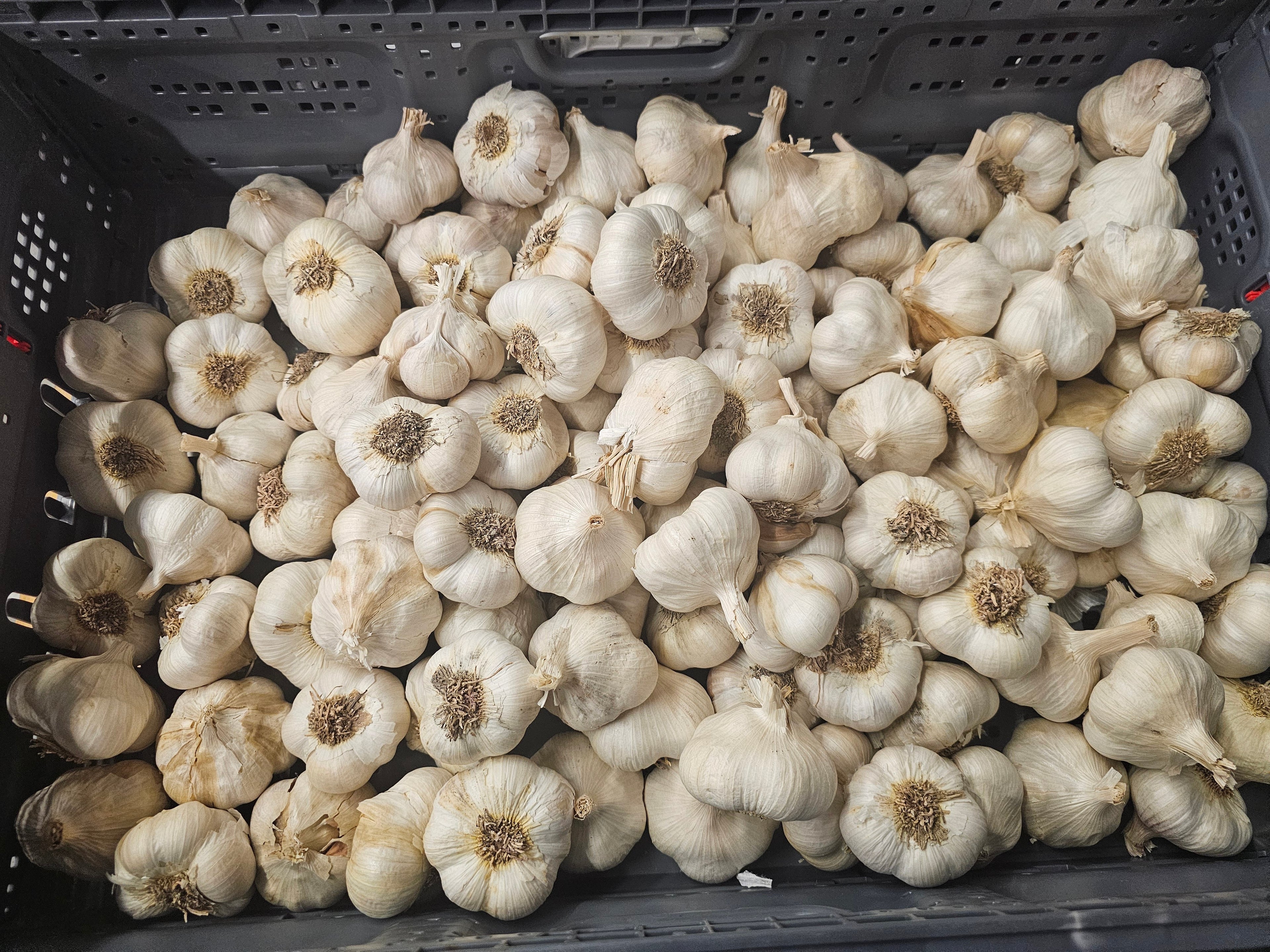 Garlic - 15lb rpc