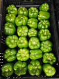 Peppers, Green Bell - Homegrown