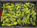 Cucumber Pickles - Homegrown - 20lb rpc