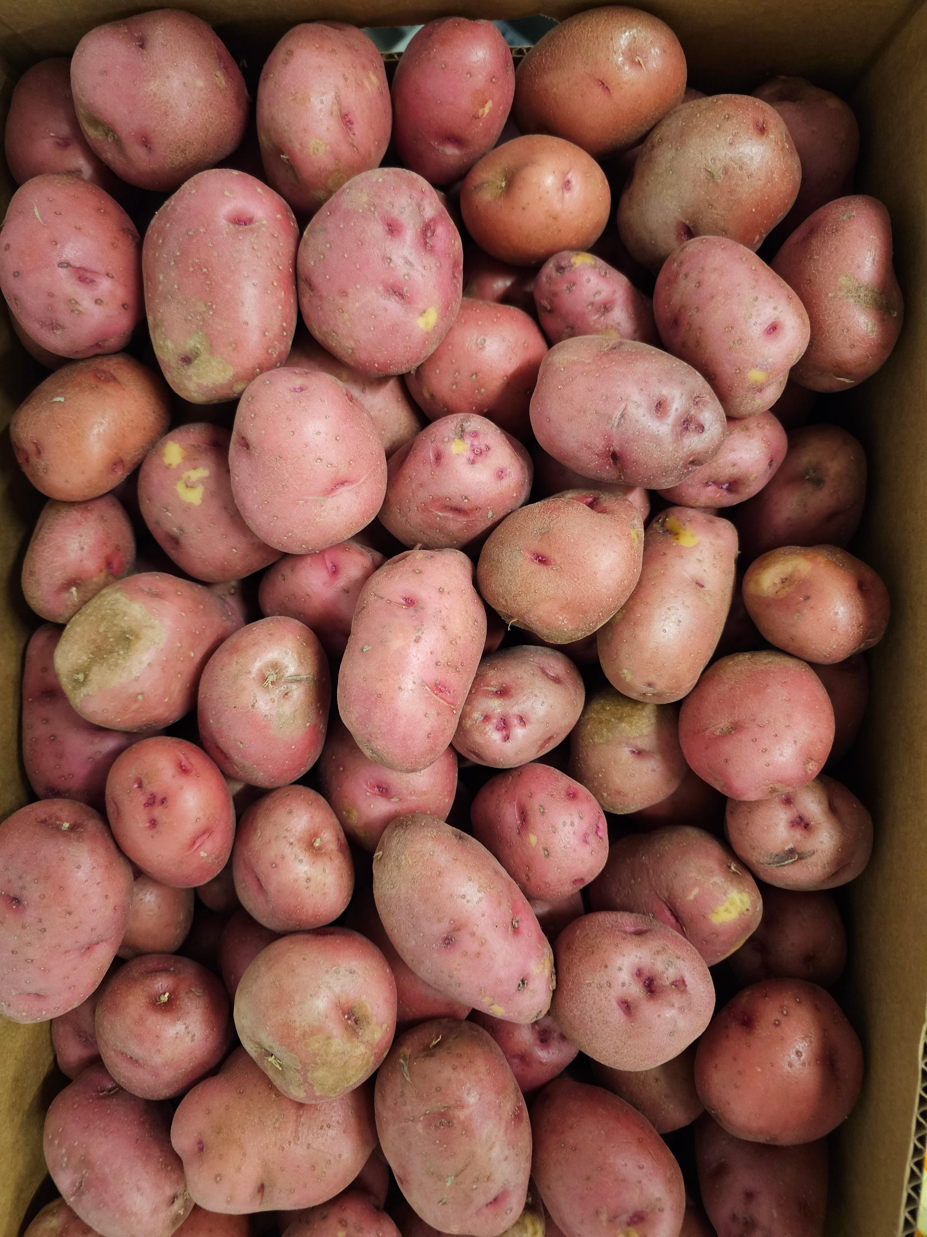 Potatoes, Red 'B' Size - 50lb box