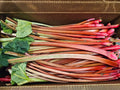 Rhubarb - 20lb Box