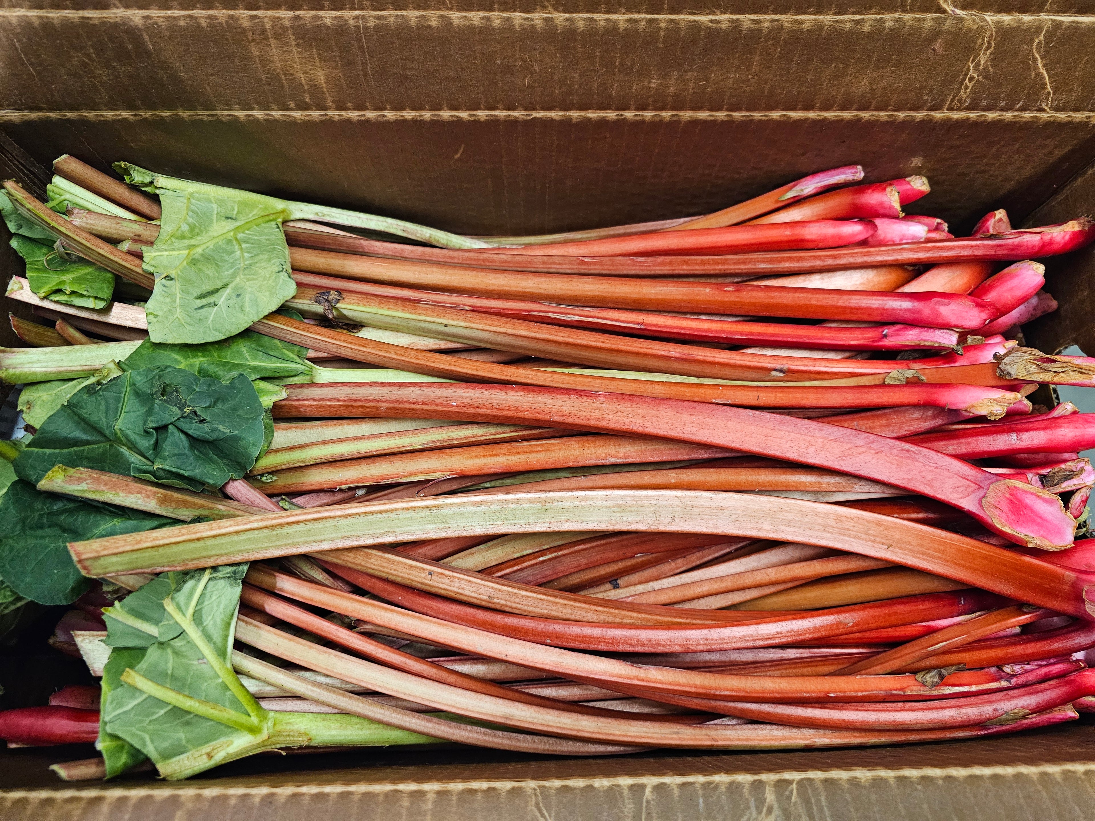 Rhubarb - 20lb Box