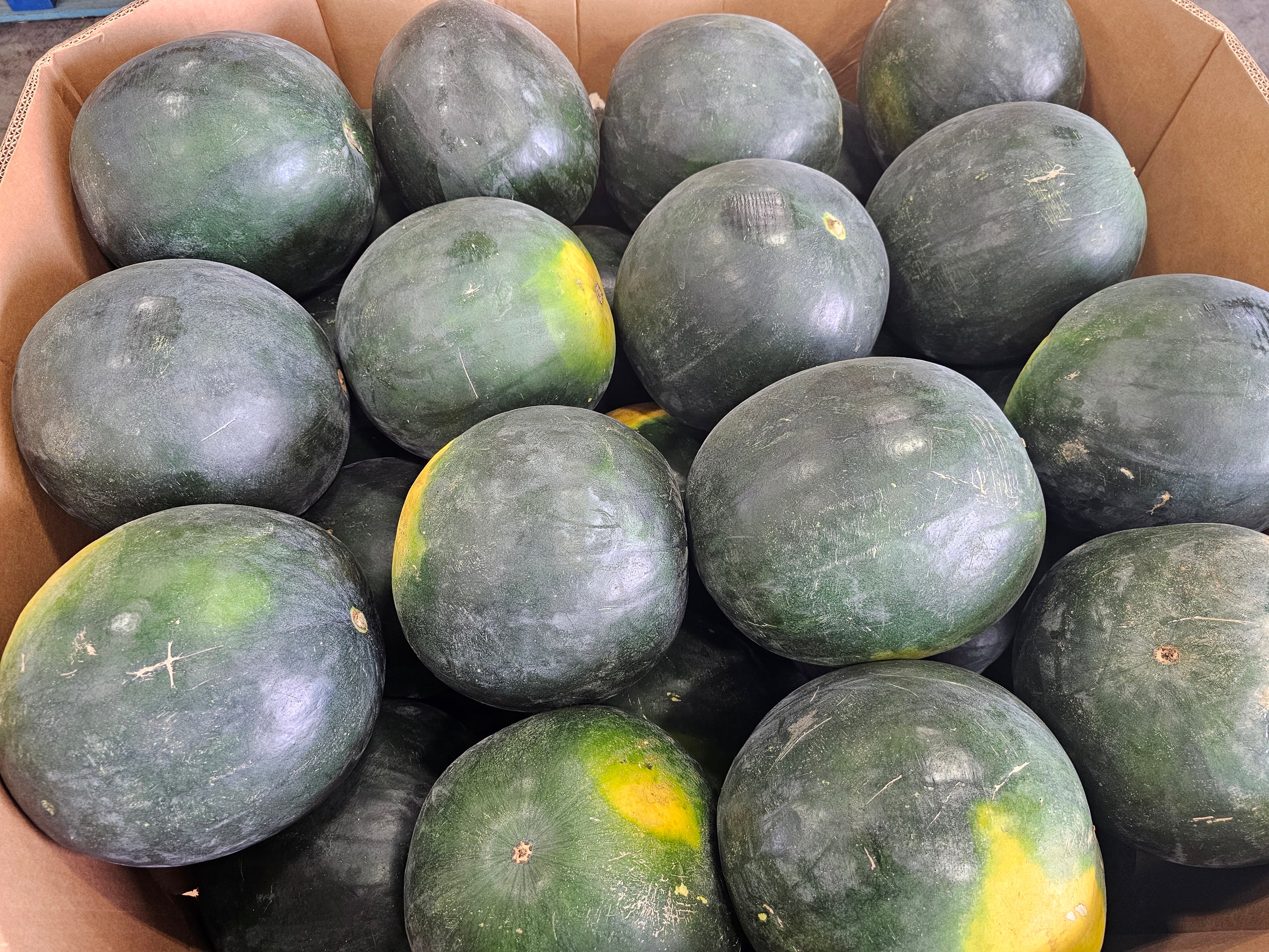 Watermelon, Black Seedless - 45ct, Homegrown - Bin