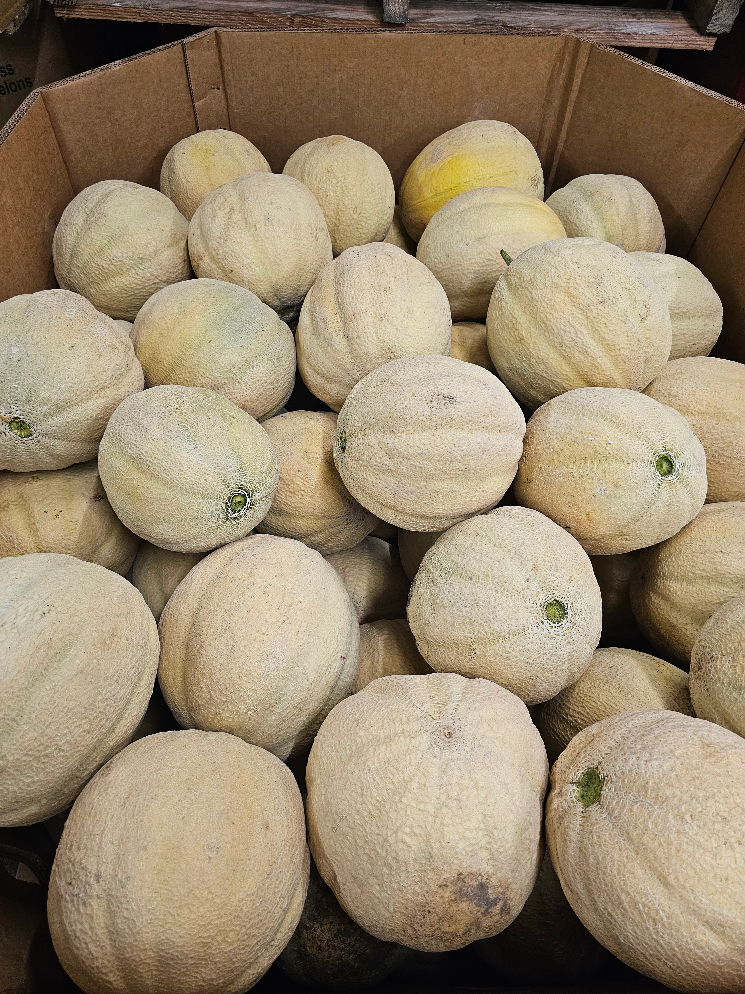 Cantaloupe, X-Large 70-80ct - Local - Bin