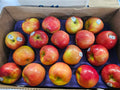 Apple - Honeycrisp - 56ct - Box