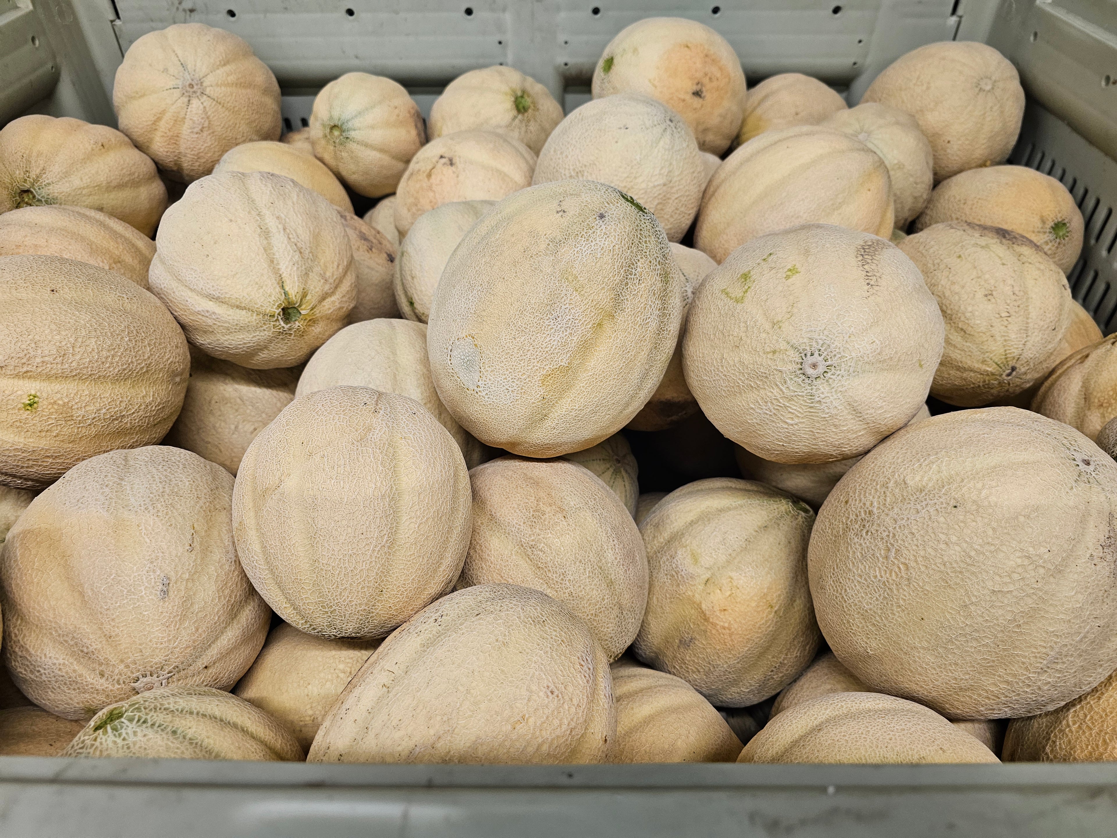 Cantaloupe (Large) 90-100ct -  Homegrown - Bin