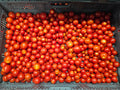 Tomatoes - Red Cherry-  Homegrown - 12.5lb rpc