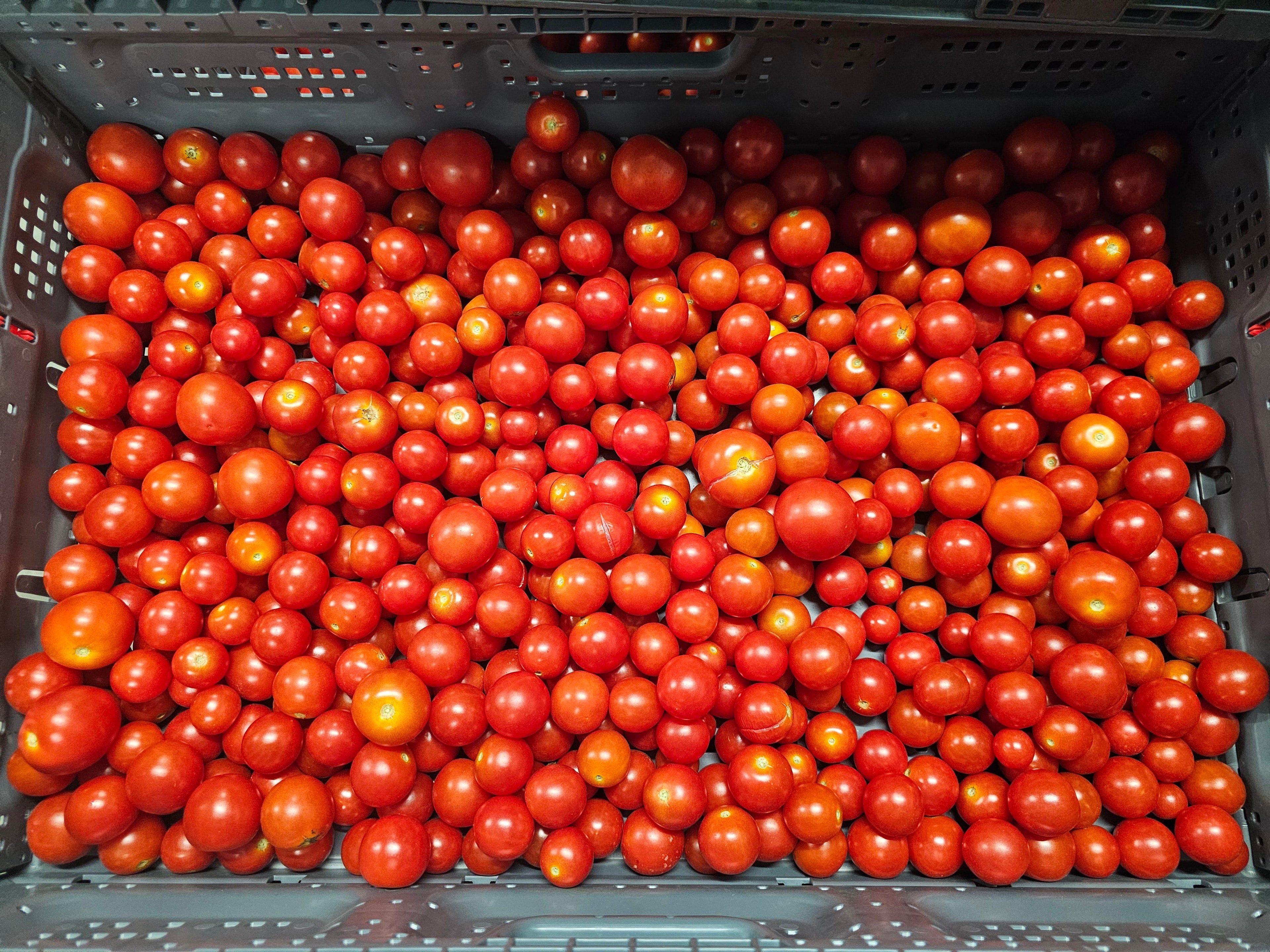 Tomatoes - Red Cherry-  Homegrown - 12.5lb rpc