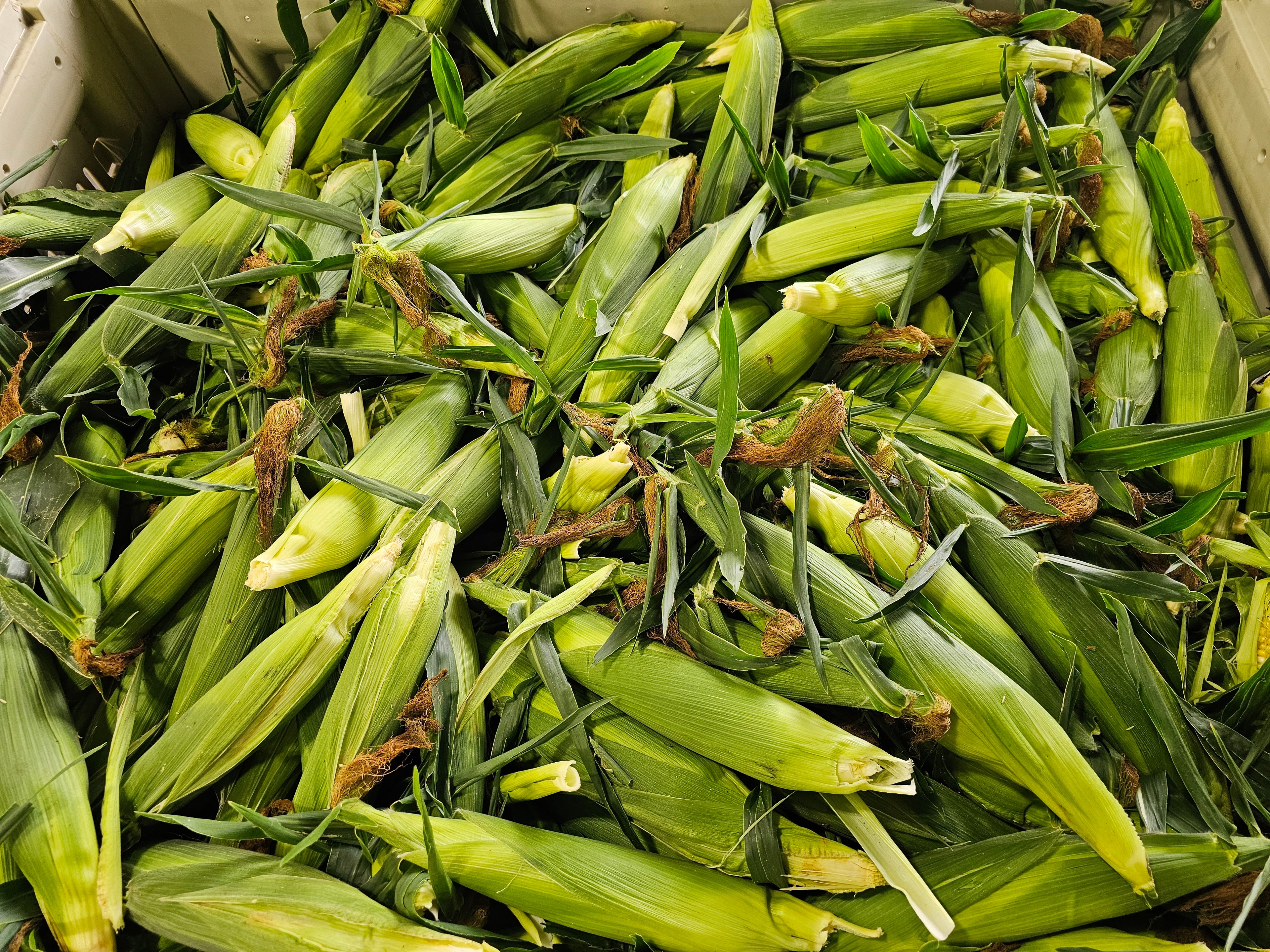 Sweet Corn, 50 dozen Bin - Homegrown