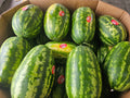 Watermelon, Seeded- 28 ct, Homegrown - Bin