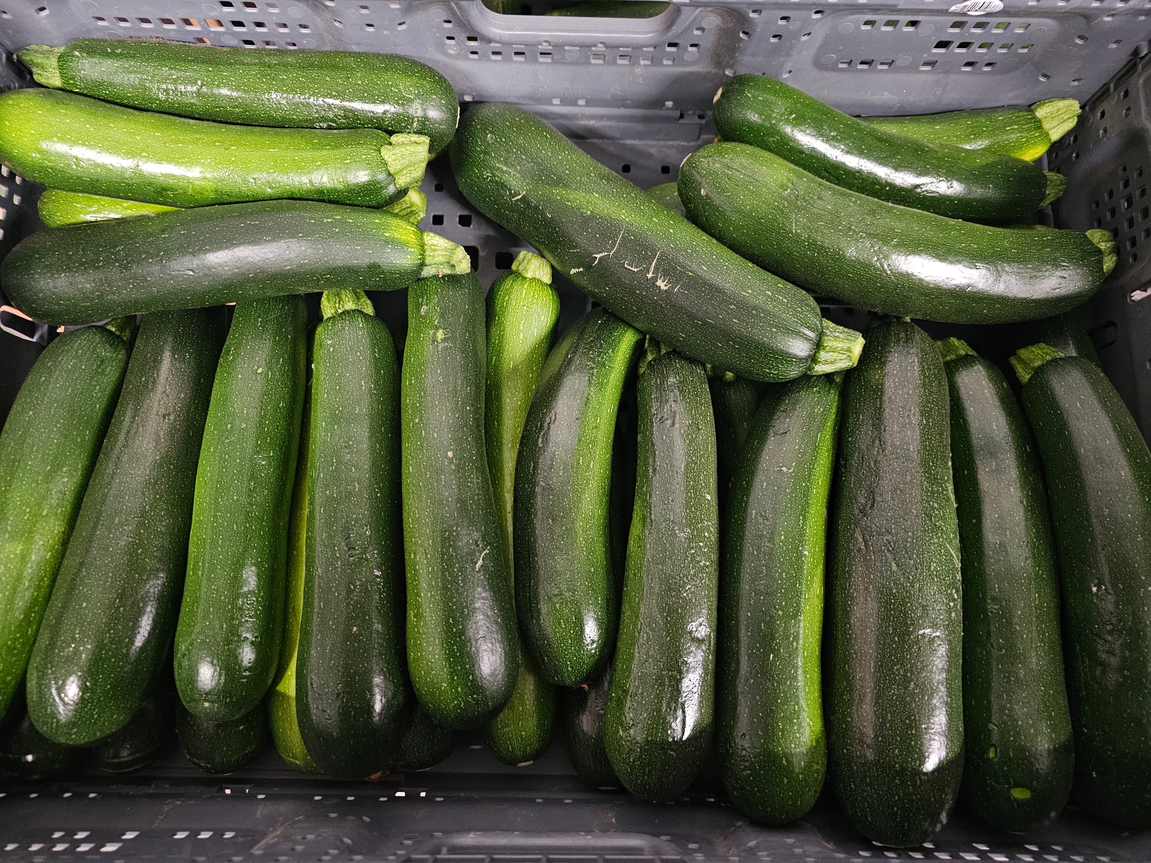Green Zucchini Squash - Homegrown - 20lb rpc