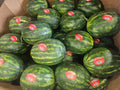 Watermelon, Green Stripe Seedless- 45 ct, Homegrown - Bin