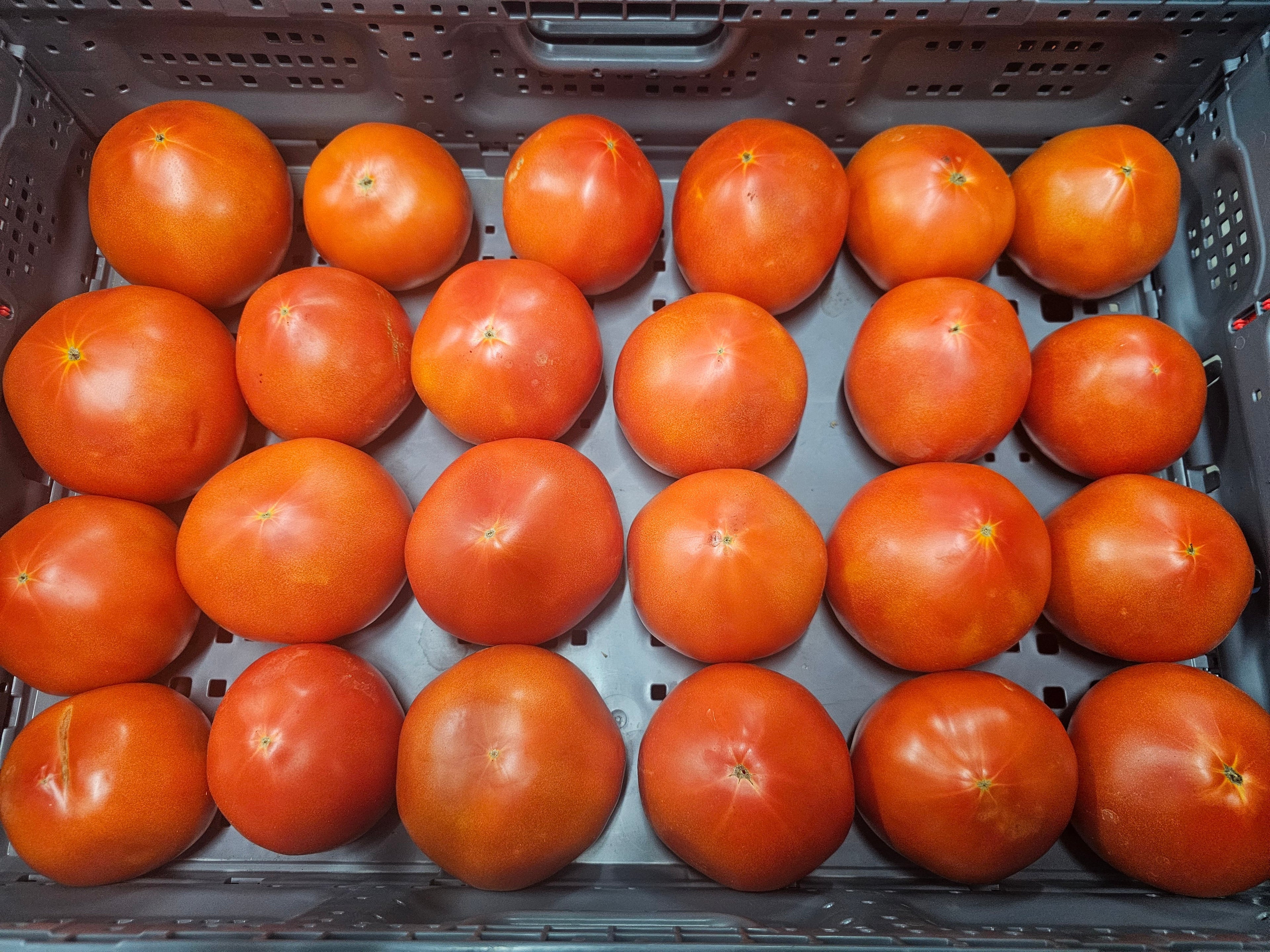 Tomatoes - #1 Red - Homegrown - 18lbs rpc