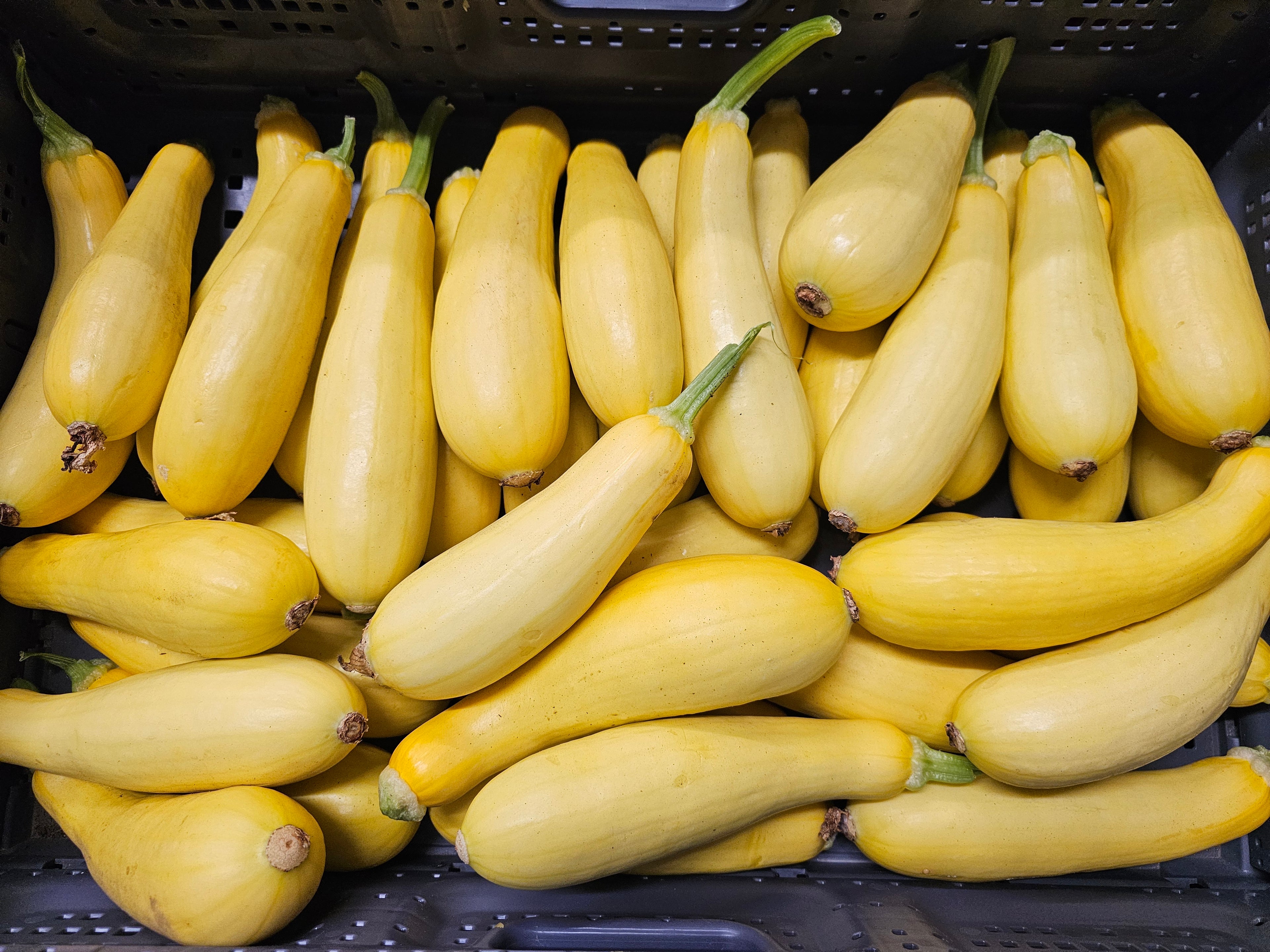 Yellow Squash - Local - 20lb rpc